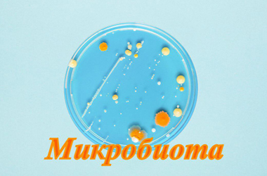 Мікробіота