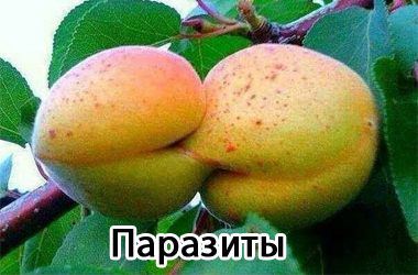 Паразити. Загалом їм не вигідно нас вбивати.